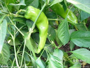 綠江南食品 產品特色、加盟優勢與餐飲管理解析